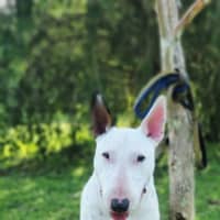 Photo of Brutus