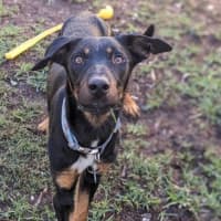 Photo of Lucky