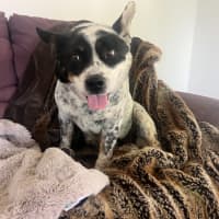 Photo of Bandit