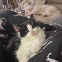 Photo of Boris   11 Week Old Domestic Long Hair
