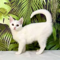 Photo of Yuki   Located In Coburg