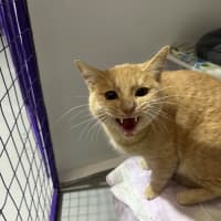 Photo of Ginger Meggs