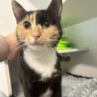 Photo of Chickpea