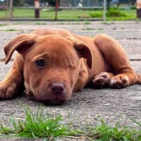 Photo of Pirate 