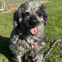 Photo of Cooper