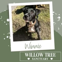 Photo of Winnie