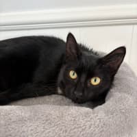 Photo of Black Betty