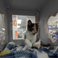 Photo of Betty Rubble 