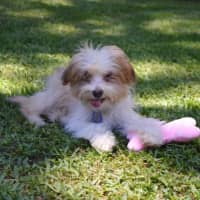 Photo of Barney   6 Month Old Yorkshire X Poodle