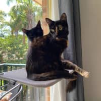 Photo of Nutmeg (With Toffee)