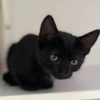 Photo of Mongi (0009)