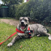 Photo of Pixel