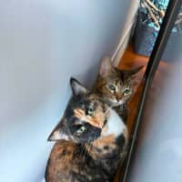 Photo of Luna