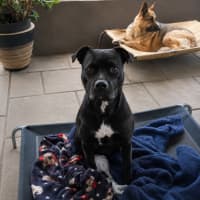 Photo of Nala