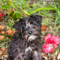 Photo of Bella