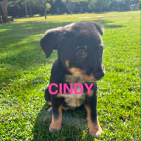 Photo of Cindy