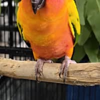 Photo of Mango