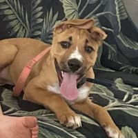 Photo of Archie (0044)