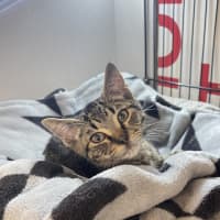 Photo of Cecil