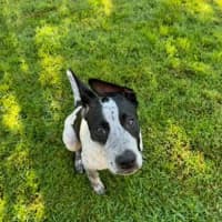 Photo of Diesel