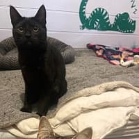 Photo of Winifred And Binx 
