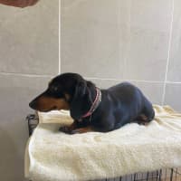 Photo of Betty And Dobbie