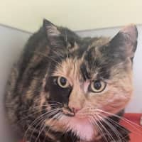 Photo of 🌖 Agatha 6518 🌖