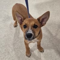 Photo of Cyrus (8911)