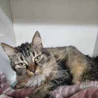 Photo of Clover
