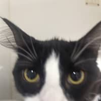 Photo of Mittenz