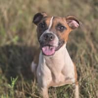 Photo of Kailey   5 Month Old Staffy X
