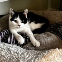 Photo of Ayla * 9 Lives Project Rescue*