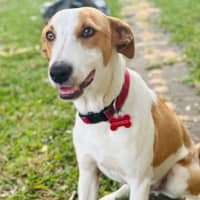 Photo of Nacho   7 Month Old Koolie X Kelpie