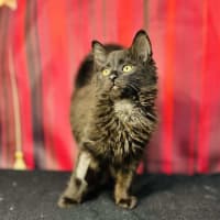 Photo of Sabrina (Located In Preston) 