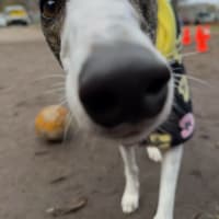 Photo of Betty