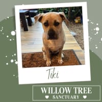 Photo of Tiki