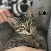 Photo of Lulu Meetme@Petstock Hastings Store