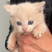 Photo of Snowy