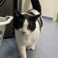 Photo of Loki