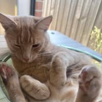 Photo of Milo