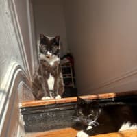 Photo of Hershey & Kiss