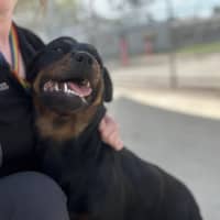 Photo of Moo Moo Bear