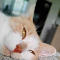 Photo of Ginny