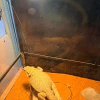 Photo of Oscar 