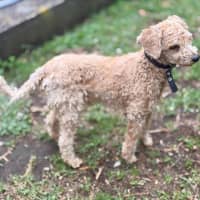Photo of Little Ted