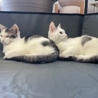 Photo of Edward (With Alice)