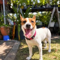 Photo of Rusty