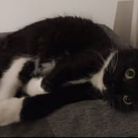 Photo of Donna Summer