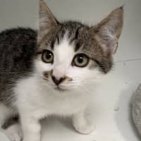 Photo of Hiccup