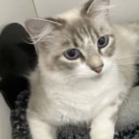 Photo of Violet
